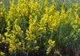 FLORILE DE SÂNZIENE au efecte miraculoase asupra sănătăţii. Iată ce boli vindecă!
