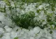 ANUNŢ de ultimă oră de la Meteo: COD GALBEN de FURTUNĂ şi grindină. Dezastru în ţară!
