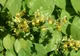 Această PLANTĂ este mai puternică decât VIAGRA! Efectele i-au uimit până şi pe medici!
