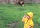 Senzaţii tari: momentul în care un leu încearcă să "vâneze" un copil, la grădina zoologică VIDEO