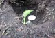 A săpat în grădină, a pus o banana în coaja și ou crud. Rezultat incredibil. S-a văzut în trei zile