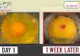 Experimentul care-ţi va da fiori pe şira spinării! Cum se formează puiul de găină. Ce secret ascunde