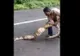 Au prins pitonul târziu. Monstrul înghițise prada. Au țipat de durere, au deschis gura șarpelui și..