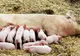 A văzut că animalele din curtea lui au făcut un pui. Când s-a uitat la el, a înlemnit. ”Monstru”