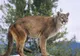 O mamă s-a luptat cu mâinile goale cu o PUMA care i-a atacat copilul de 5 ani. Ce a urmat este...