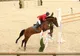 Competiția hipică internațională Salina Equines Horse Trophy a început. Proba de Obstacole