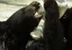 Vânătorii au doborât ursul vinovat de 4 atacuri ucigașe. Medicul veterinar l-a examinat și...ȘOC!