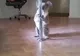 Un ursuleţ koala a intrat în casa unei dansatoare la bară. Cum l-a găsit femeia e INCREDIBIL