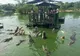 Au fost duși în cușcă deasupra crocodilor. "Cine face-o baie?" Imaginile au șocat pe toată lumea 