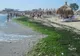 Mergi în concediu pe litoralul românesc? MARE GRIJĂ la algele de pe ţărm! Te pot îmbolnăvi
