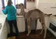 VIDEO emoţionant: Povestea lui Theo, cămila orfană din Australia