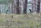 Au văzut nişte conducte în pădure. Au intrat în ele şi au rămas şocaţi când au văzut unde au ajuns