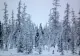 Descoperire şocantă într-un copac din Siberia. Nimeni nu ştie cum a ajuns acolo