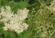 Efectele miraculoase ale florilor de creţuşcă. Nimeni nu ştia asta până acum