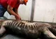 Au prins un crocodil gigant, l-au despicat, dar au înghețat când au văzut ce era în burta lui