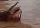 Au ieşit în larg să pescuiască crabi, dar când au ridicat plasa au avut un şoc! Ce se afla înăuntru