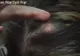 Avea un cucui în cap care nu se mai desumfla. A luat bisturiul și l-a tăiat. Medicul a încremenit!