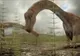 Cel mai mare dinozaur zburător din lume, descoperit în România. Va fi dezvăluit la Antipa