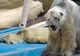 Arturo, cel mai trist urs polar din lume a murit. A fost ținut captiv la temperaturi de 40 grade C