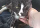 Au găsit o pisică abandonată pe străzile din Paris. Ce au aflat despre ea i-a șocat. ”E imposibil”