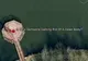 Cele mai ÎNFRICOŞĂTOARE poze surprinse de Google Earth. Ai curaj să le vezi? Unde duce cadavrul?