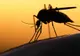 Cum îţi dai seama că ai fost infectat cu virusul ZIKA. Primele simptome