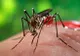 SIMPTOME VIRUSUL ZIKA: primele semne ale infectării. Cum se transmite virusul ZIKA