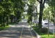 Oficial. Primăria Sectorului 1 a anunţat o defrişare în masă a arborilor de pe Kiseleff