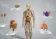 Subiecte ANATOMIE BAC 2016. Sistemul respirator şi boli de nutriţie ale organismului 