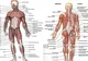 Subiecte BAC Anatomie 2016. Vezi AICI subiecte la Anatomie - Bacalaureat 2016