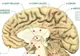 Subiecte Bacalaureat Anatomie 2016. Ce subiecte au primit elevii la Anatomie la BAC 2016