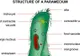 Subiecte Bacalaureat Biologie 2016. Ce subiecte au primit elevii la Biologie