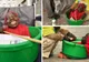 Povestea impresionantă a tinerei fără membre. Deşi trăieşte într-un lighean, este mereu veselă