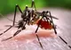 Țânțar purtător al virusului Zika, detectat în Florida! Femeilor gravide li se cere să evite statul