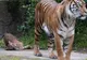 Tragedie la grădina zoologică din cauza unei îngrijitoare neatente. E cumplit!