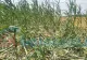 Alertă într-un judeţ din România, din cauza porcilor mistreţi: "Situaţia a devenit periculoasă"