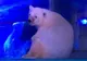 ''Cel mai trist urs polar din lume'', închis într-un mall din China. VIDEO