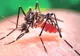 Virusul Zika a fost confirmat în România. Primul caz, o tânără de 27 de ani. Starea sa, stabilă