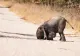 Cele mai amuzante poze cu animale! Nu doar oameni ştiu să se maimuţărească