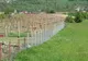Germania relaxează restricțiile de călătorie pentru muncitorii agricoli sezonieri