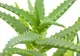 Mulţi au uitat de ea, însă această plantă are efecte miraculoase asupra sănătăţii