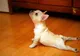 Ai nevoie de un profesor de yoga? Iată dovada că un animal de companie este cel mai bun profesor 