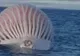 Un balon roz şi urât mirositor plutea în ocean. Oamenii s-au îngrozit când au aflat ce este