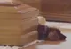 Scene emoţionante. Un câine nu vrea să se despartă de stâpânul mort în seismul devastator VIDEO