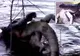 Momentul șocant în care un crocodil gigant înghite un alt crocodil