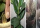 Ia-ţi una din aceste plante în casă pentru a avea noroc la BANI tot anul