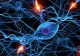 Au fost creaţi primii neuroni artificiali care funcţionează după modelul biologic