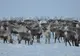Focar de antrax în nordul Siberiei. Autorităţile ruse sunt în alertă