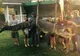 A capturat un aligator uriaş de 4 metri în Mississippi 
