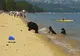 VIDEO ŞOCANT. Oamenii stăteau la plajă liniştiţi când trei urşi şi-au făcut apariţia. Ce a urmat?